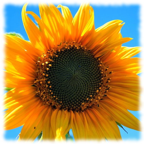 http://www.pal-blog.de/2015/05/08/yellow-sunflower-403172_640.jpg