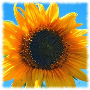 yellow-sunflower-403172_640.jpg